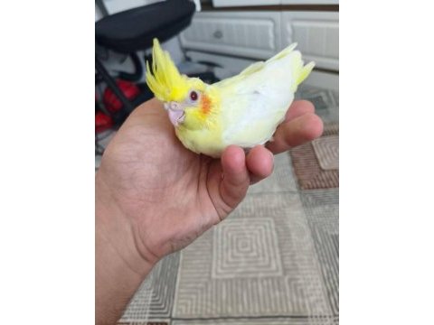 Acil satılık yeni yeme sultan papağanı yavrular