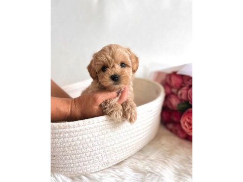 Üst kalite maltipoo bebekler evine gitmeye hazır 