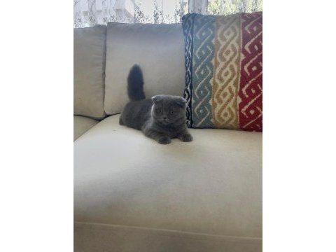 Yuvarlak surat minnoş scottish fold