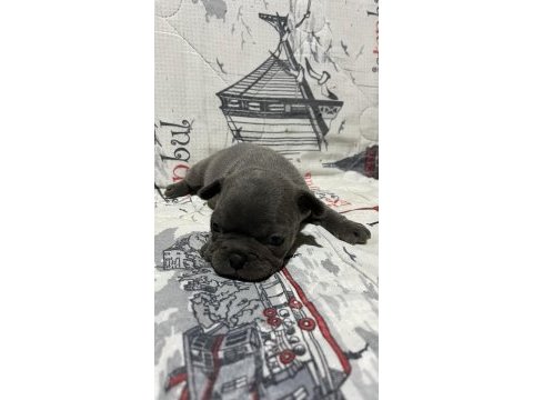 Harika blue fransız bulldog bebekler