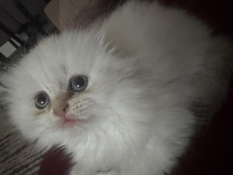 Kartopu maviş gözlü scottish fold