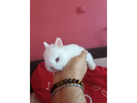 Cüce tavşan