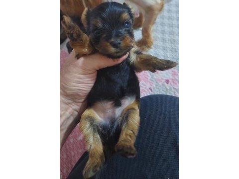 Minik dost yorkshire terrier