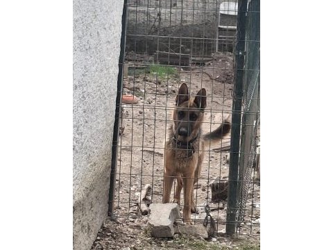 Alman kurdu 1 yaşında