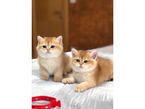 A kalite british shorthair golden yavrular
