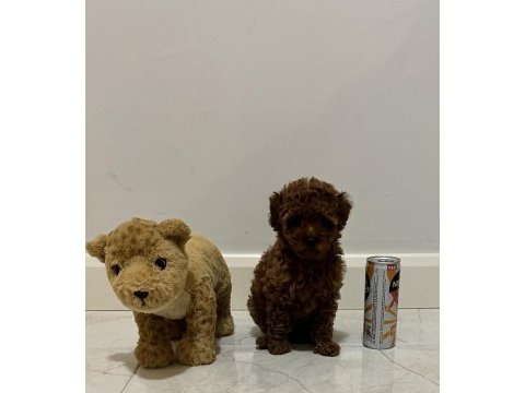 Kore kan teacup poodle dişi / erkek 850 gram 2 buçuk aylık