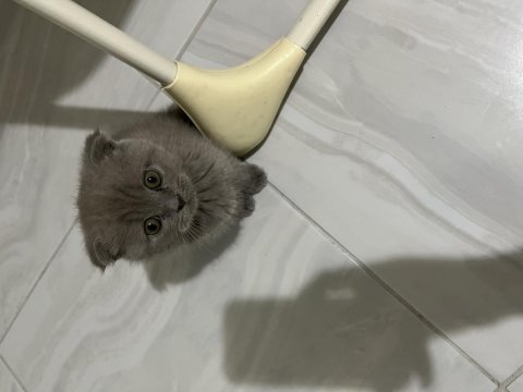 Scottish fold yavru