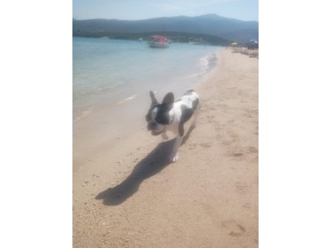 Fransız bulldog 7 aylık