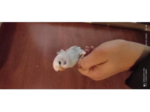 1.5 aylık yavru muhabbet kuşları