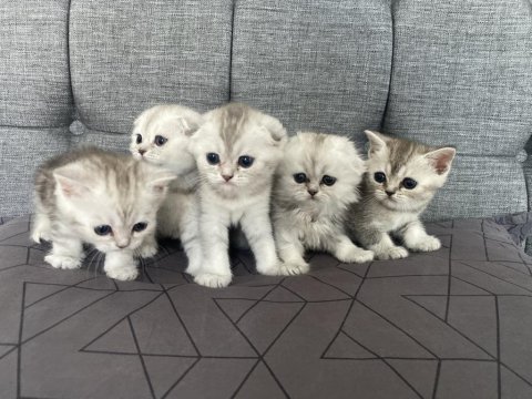 British shorthair 2 aylık