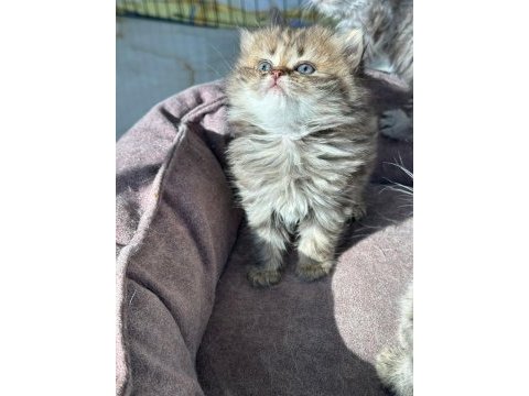 British longhair bize danışmadan yavru sahiplenmeyiniz