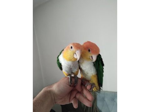 Dna belgeli alışkın caique çift