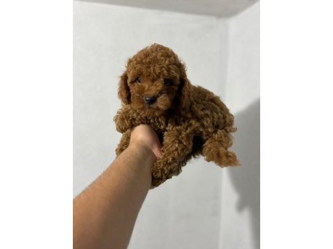 Kore kan poodle yavrularımız