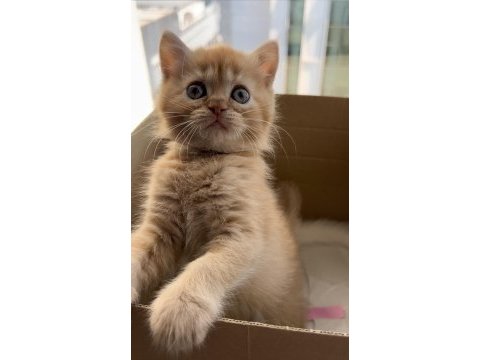 British longhair 2 aylık yavru kedimiz
