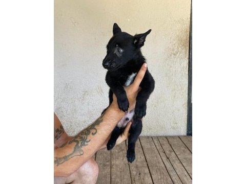 Siyah erkek malinois yavru 60 günlük