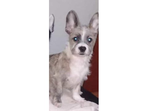 Köpeklerimiz sahiplendirilecektir