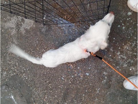 Maremma çoban köpeği