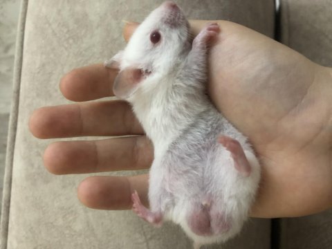 Yavru hamster hediye ediyorum sahip çıkacak birine