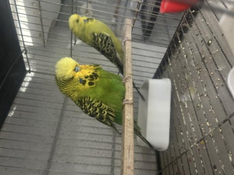 Hazır takımlar jumbo muhabbet kuşlar
