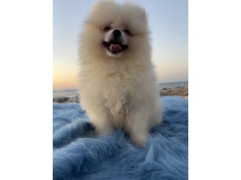 Pomeranian boo teddy face