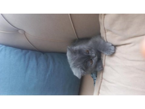 Muhteşem güzellikte teslime hazır gri british shorthair