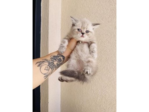 Exotic shorthair sevimli yavrular