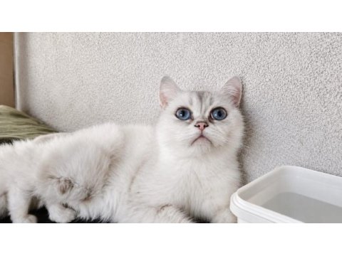 Safkan british shorthair