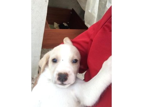 Bebek köpekler tamamen ücretsiz sapilendirilecektir