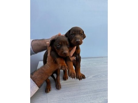 Orjinal doberman yavrular