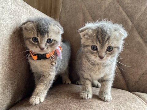 Ev ortamında scottish fold bebekler