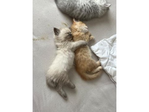 British longhair yavru erkek