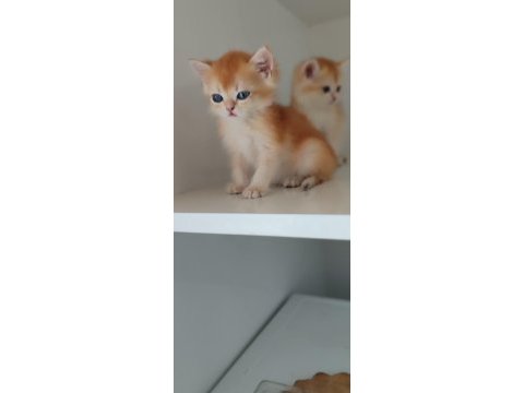 Bri golden bir dışı iki erkek