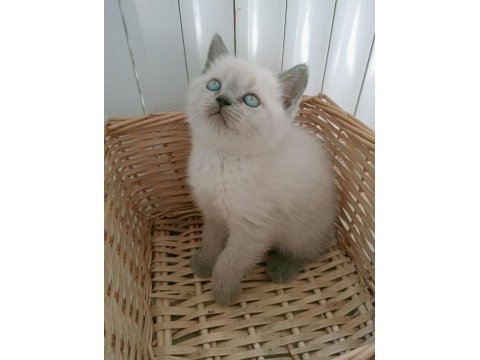 Mavi gözlü blue point british shorthair yavrular