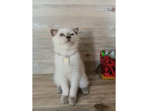 3 yavru blue point scottish straight
