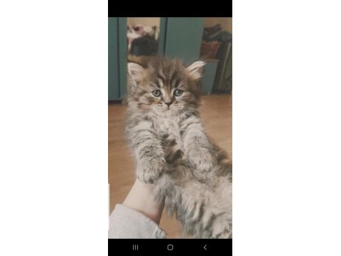 British longhair