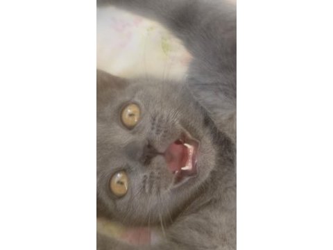 4.5 aylık british shorthair