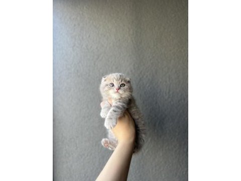 Scottish fold yavrularımız teslime hazır 