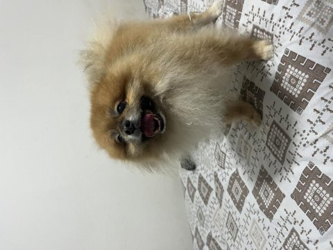 Pomeranian boo köpeği