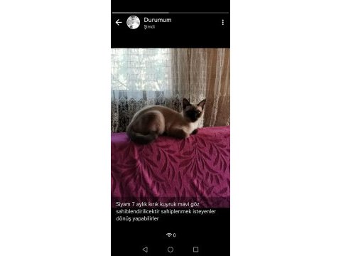Mavi göz kırık kuyruk siyam kedisi