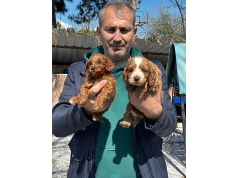 Maltipoo yavrularımız ırk garantilidir