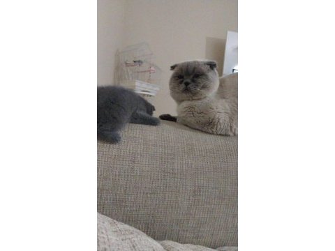 2 aylık sağlıklı hareketli scottish fold
