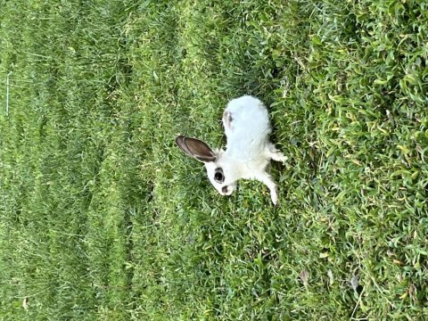 Bakımlı yavru tavşan