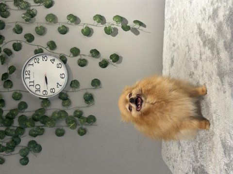 Kusursuz güzellikte dişi yetişkin pomeranian boo
