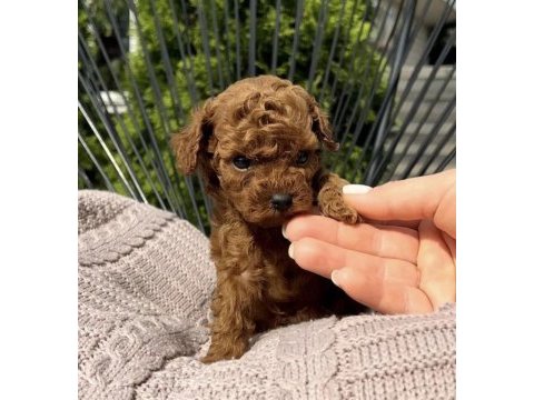 Toy poodle yavrularımız