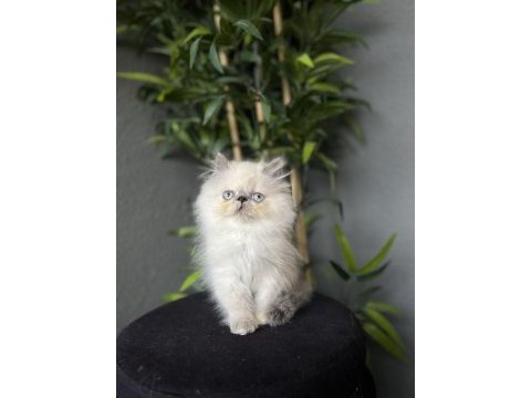 İran persian yavrularım teslime hazır 