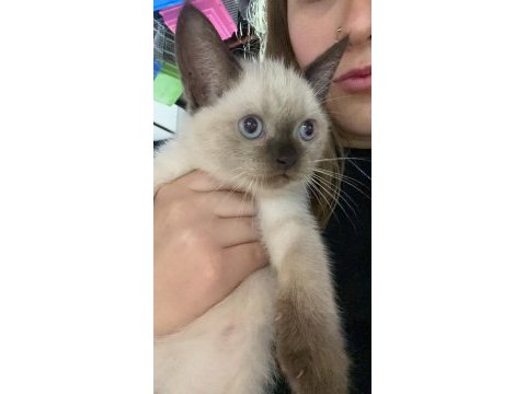 British longhair kedimiz