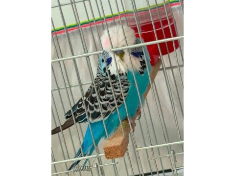 Erkek show jumbo muhabbet kuşu