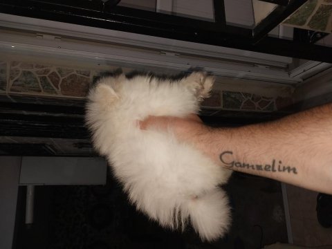 45 günlük süt beyaz erkek ev ortamında pomeranian