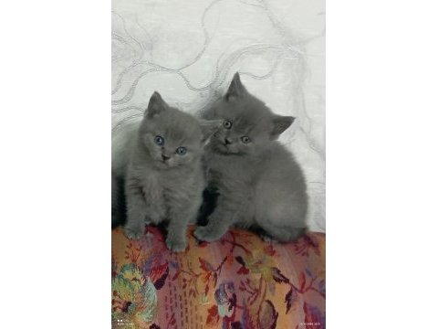 Yeni yuvalarını gitmeye hazır british shorthair
