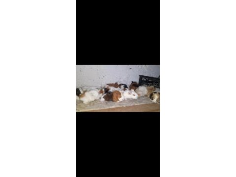 Ginepig ve tavşan çiftliği